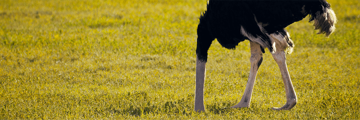 ostrich
